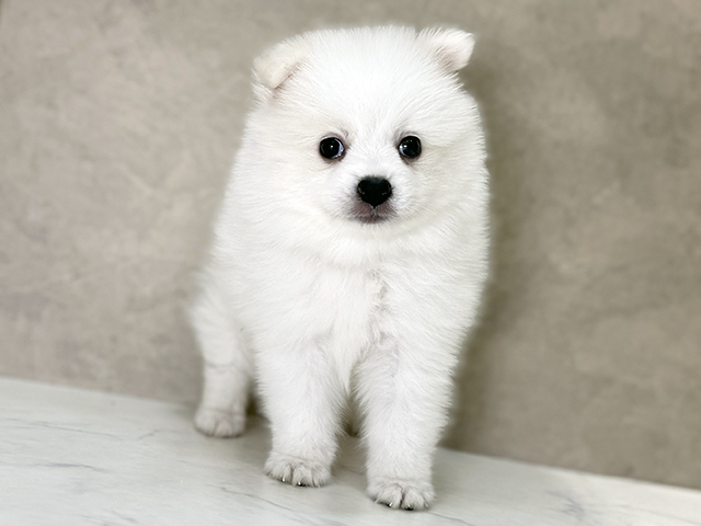 福岡県のハーフ犬・ミックス犬 (ペッツファースト福津店/2025年7月23日生まれ/女の子/クリーム)の子犬の1枚目の画像