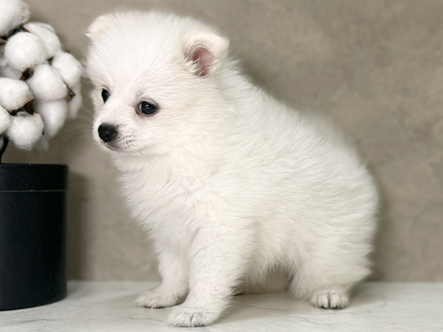 福岡県のハーフ犬・ミックス犬 (ペッツファースト福津店/2025年7月23日生まれ/女の子/クリーム)の子犬の2枚目の画像