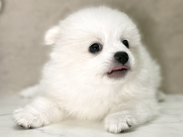 福岡県のハーフ犬・ミックス犬 (ペッツファースト福津店/2025年7月23日生まれ/女の子/クリーム)の子犬の3枚目の画像