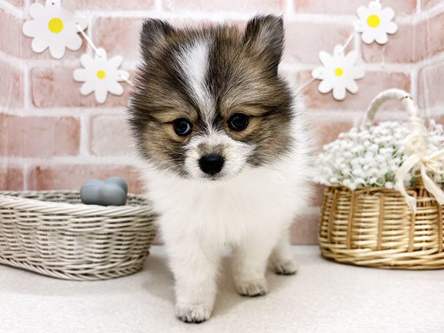 東京都のハーフ犬・ミックス犬 (ペッツファーストお台場店/2025年7月23日生まれ/女の子/パーティーカラー)の子犬の1枚目の画像