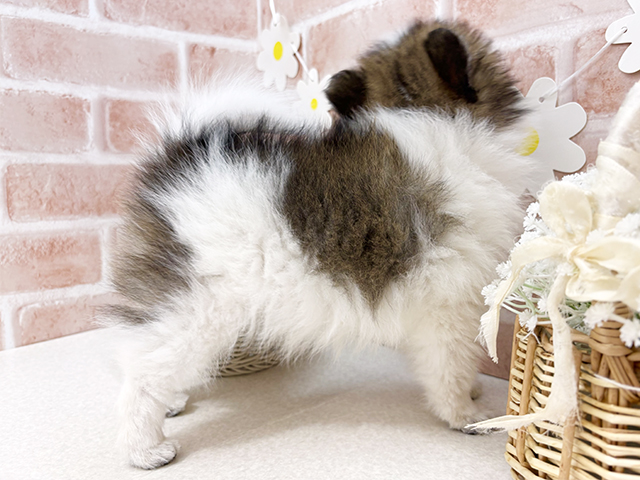 東京都のハーフ犬・ミックス犬 (ペッツファーストお台場店/2025年7月23日生まれ/女の子/パーティーカラー)の子犬の2枚目の画像