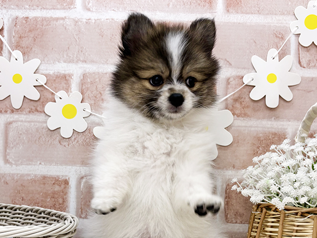 東京都のハーフ犬・ミックス犬 (ペッツファーストお台場店/2025年7月23日生まれ/女の子/パーティーカラー)の子犬の3枚目の画像