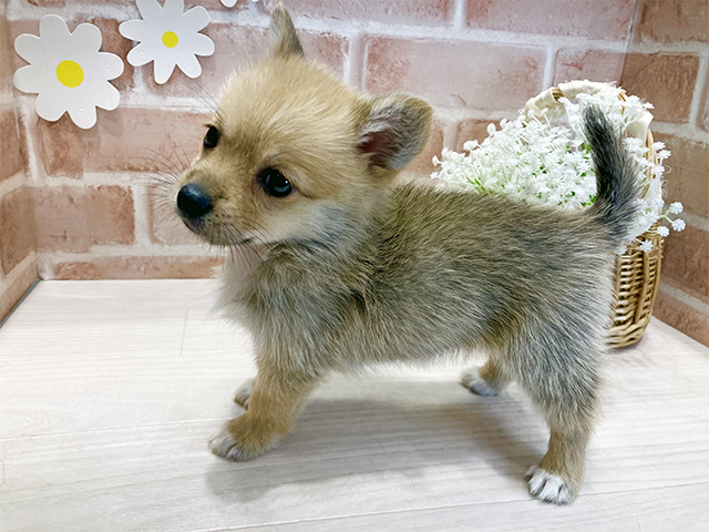 福岡県のポメコーギー(ポメラニアン×コーギー) (ペッツファースト筑紫野店/2025年7月23日生まれ/女の子/セーブルホワイト)の子犬の2枚目の画像