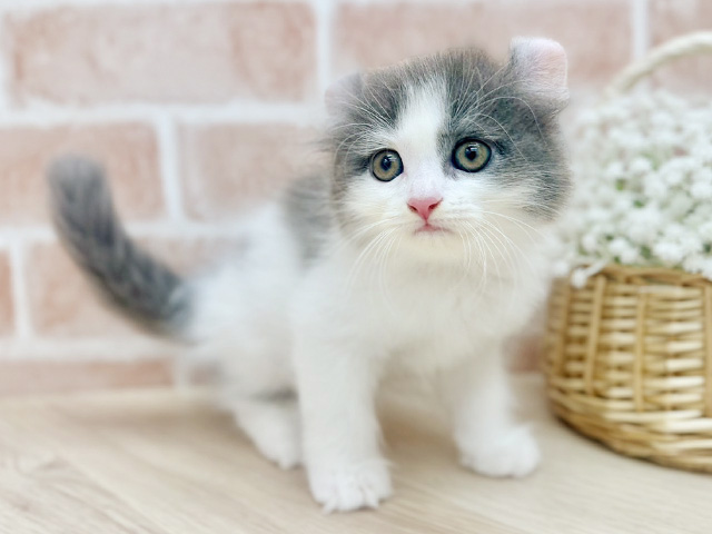 東京都のアメリカンカール (ペッツファーストfor cats武蔵小山店/2025年7月24日生まれ/女の子/ブルーホワイト)の子猫の1枚目の画像