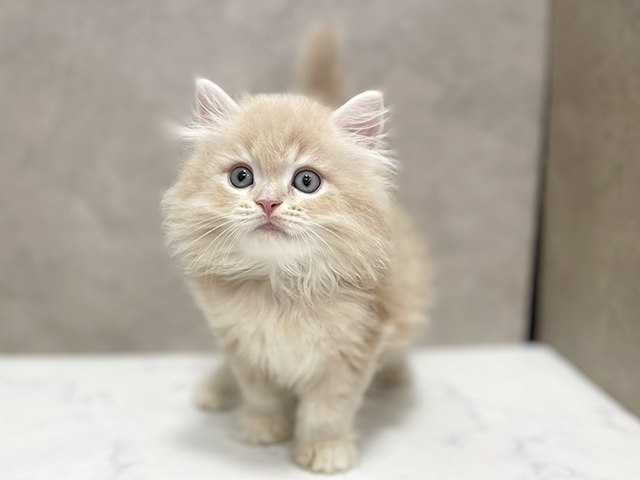 東京都のサイベリアン (ペッツファースト池袋店/2025年7月24日生まれ/男の子/クリームタビー)の子猫の1枚目の画像