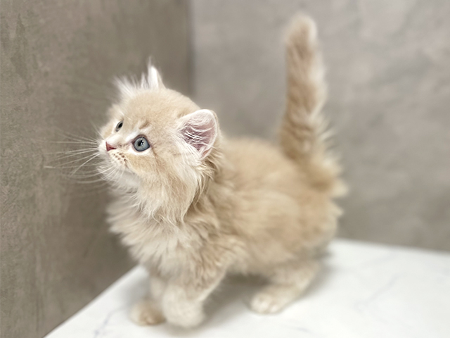 東京都のサイベリアン (ペッツファースト池袋店/2025年7月24日生まれ/男の子/クリームタビー)の子猫の2枚目の画像