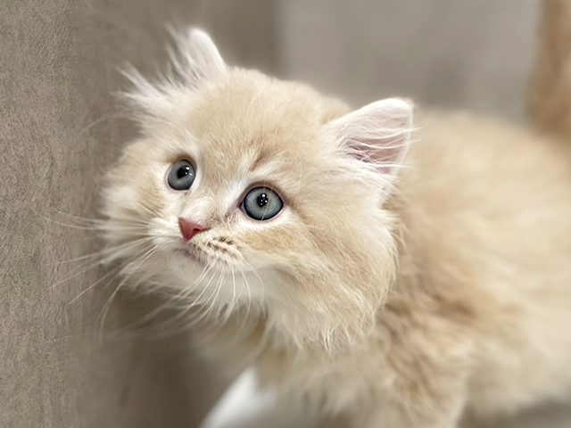東京都のサイベリアン (ペッツファースト池袋店/2025年7月24日生まれ/男の子/クリームタビー)の子猫の3枚目の画像