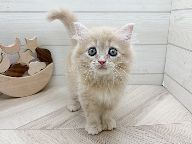 東京都のサイベリアン (ペッツファースト渋谷店/2025年7月24日生まれ/女の子/クリームタビー)の子猫の1枚目の画像