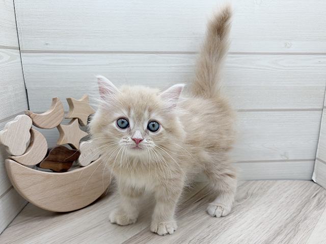 東京都のサイベリアン (ペッツファースト渋谷店/2025年7月24日生まれ/女の子/クリームタビー)の子猫の2枚目の画像