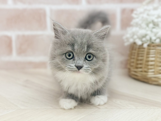 東京都のサイベリアン (ペッツファーストfor cats武蔵小山店/2025年7月24日生まれ/女の子/ブルーホワイト)の子猫の1枚目の画像
