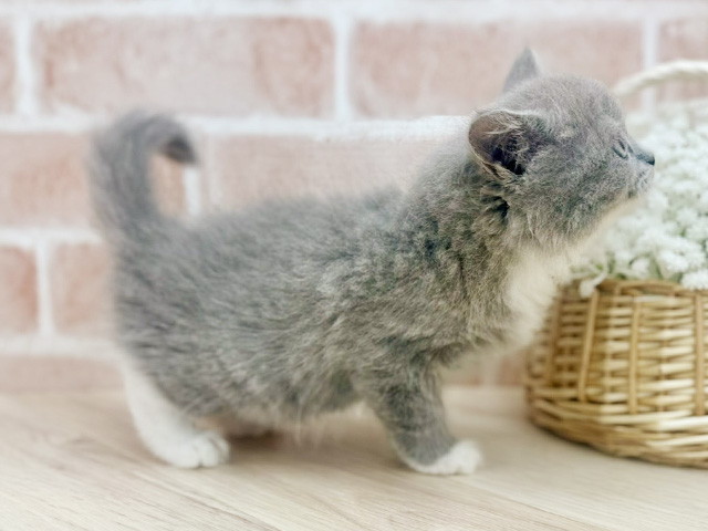 東京都のサイベリアン (ペッツファーストfor cats武蔵小山店/2025年7月24日生まれ/女の子/ブルーホワイト)の子猫の2枚目の画像