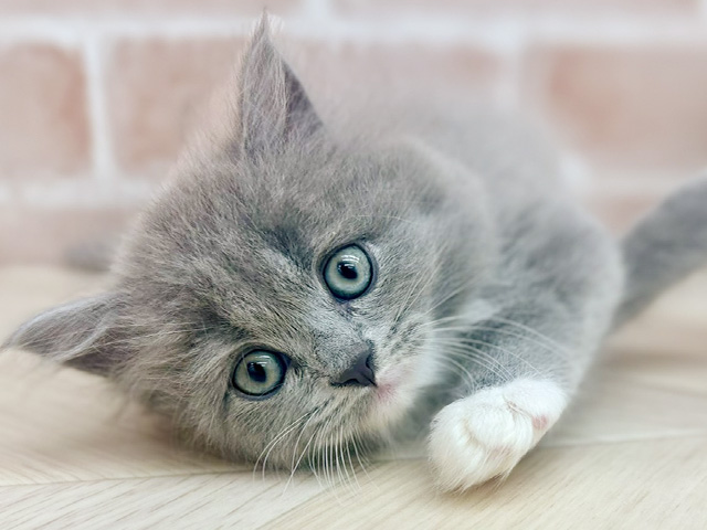 東京都のサイベリアン (ペッツファーストfor cats武蔵小山店/2025年7月24日生まれ/女の子/ブルーホワイト)の子猫の3枚目の画像