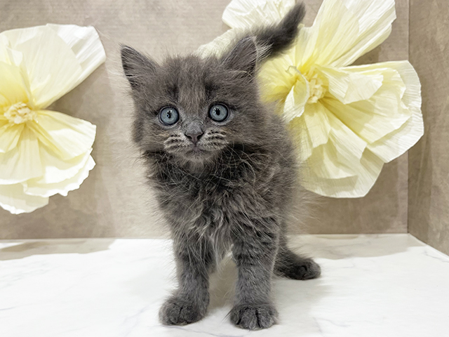 東京都のサイベリアン (ペッツファースト新宿店/2025年7月17日生まれ/男の子/ブルー)の子猫