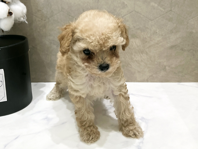 東京都のタイニープードル (ペッツファースト晴海店/2025年7月24日生まれ/女の子/アプリコット)の子犬の1枚目の画像