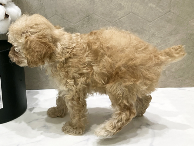 東京都のタイニープードル (ペッツファースト晴海店/2025年7月24日生まれ/女の子/アプリコット)の子犬の2枚目の画像