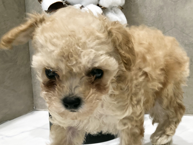 東京都のタイニープードル (ペッツファースト晴海店/2025年7月24日生まれ/女の子/アプリコット)の子犬の3枚目の画像