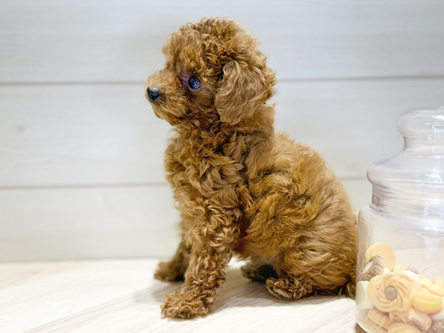 群馬県のタイニープードル (ペッツファースト高崎店/2025年7月23日生まれ/女の子/レッド)の子犬の2枚目の画像