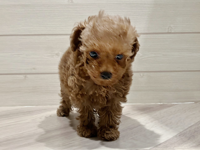 東京都のタイニープードル (ペッツファースト豊洲店/2025年7月23日生まれ/男の子/レッド)の子犬
