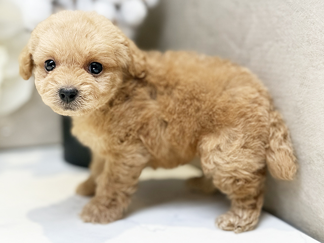 埼玉県のビションプー(ビションフリーゼ×プードル) (ペッツファースト川口店/2025年7月24日生まれ/女の子/アプリコット)の子犬の2枚目の画像