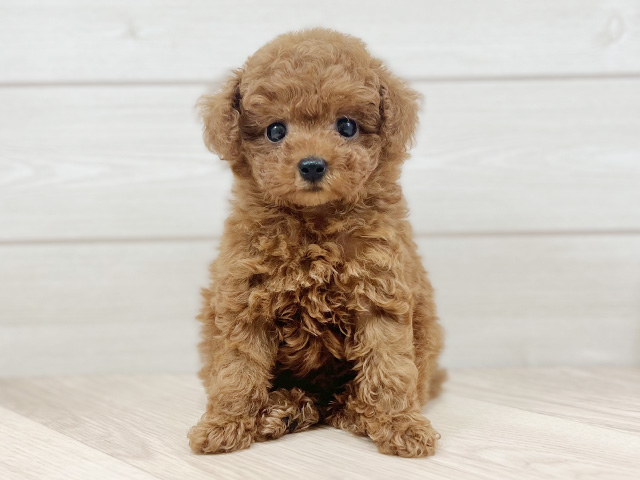 東京都のタイニープードル (ペッツファースト昭島店/2025年7月22日生まれ/女の子/レッド)の子犬の1枚目の画像