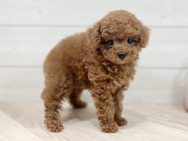 東京都のタイニープードル (ペッツファースト昭島店/2025年7月22日生まれ/女の子/レッド)の子犬の2枚目の画像