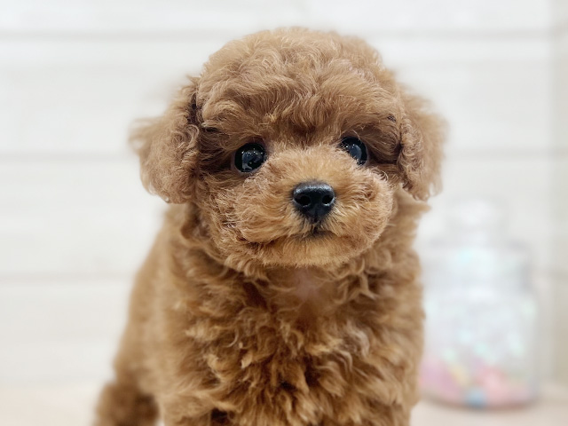 東京都のタイニープードル (ペッツファースト昭島店/2025年7月22日生まれ/女の子/レッド)の子犬の3枚目の画像
