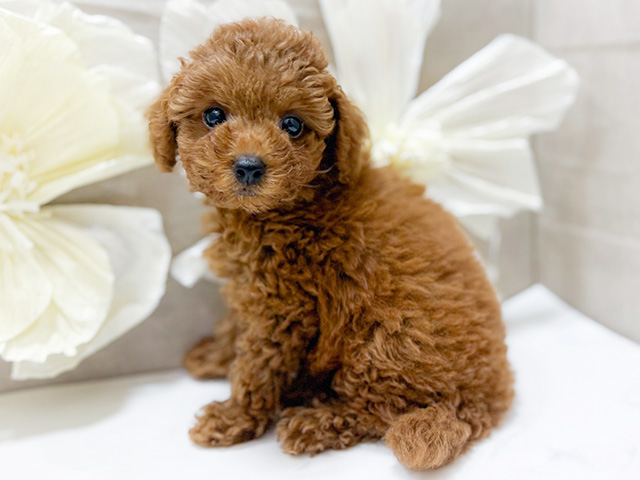東京都のタイニープードル (ペッツファースト恵比寿店/2025年7月22日生まれ/女の子/レッド)の子犬の2枚目の画像