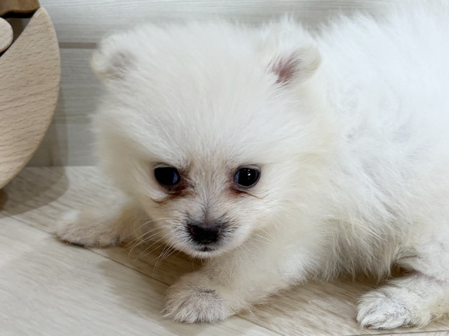 兵庫県のポメラニアン (ペッツファースト神戸元町店/2025年7月24日生まれ/男の子/クリーム)の子犬の3枚目の画像