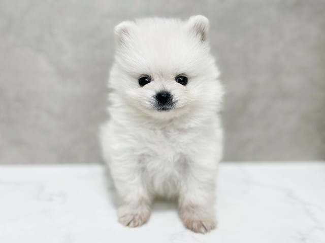 東京都のポメラニアン (ペッツファースト池袋店/2025年7月23日生まれ/男の子/ホワイト)の子犬