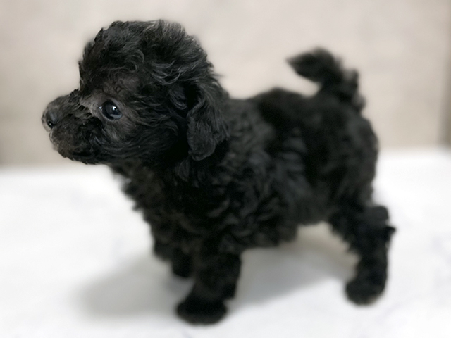 東京都のタイニープードル (ペッツファースト池袋店/2025年7月24日生まれ/男の子/シルバー)の子犬の2枚目の画像