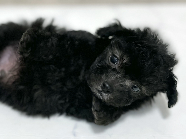東京都のタイニープードル (ペッツファースト池袋店/2025年7月24日生まれ/男の子/シルバー)の子犬の3枚目の画像