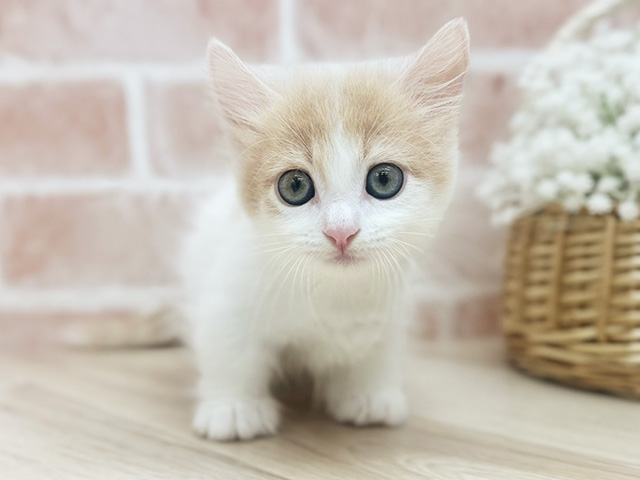 東京都のマンチカン (ペッツファーストfor cats武蔵小山店/2025年7月24日生まれ/女の子/クリームタビーホワイト)の子猫の1枚目の画像