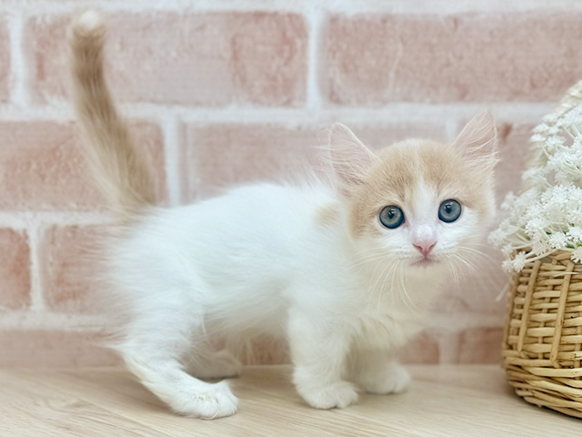 東京都のマンチカン (ペッツファーストfor cats武蔵小山店/2025年7月24日生まれ/女の子/クリームタビーホワイト)の子猫の2枚目の画像