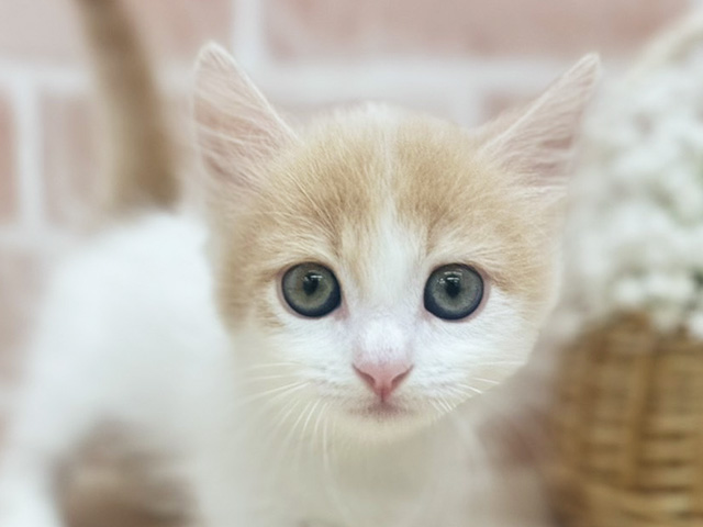 東京都のマンチカン (ペッツファーストfor cats武蔵小山店/2025年7月24日生まれ/女の子/クリームタビーホワイト)の子猫の3枚目の画像