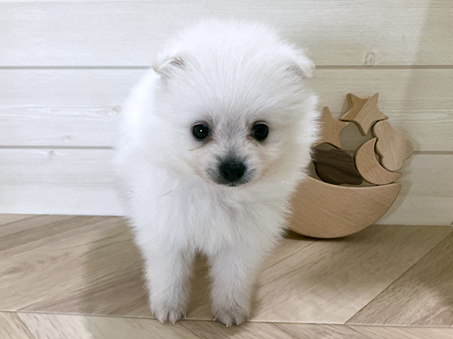 鳥取県のポメラニアン (ペッツファースト日吉津店/2025年7月24日生まれ/男の子/ホワイト)の子犬の1枚目の画像
