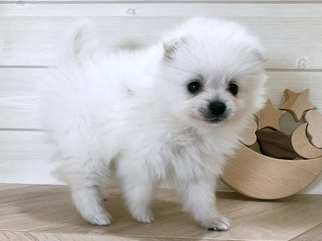 鳥取県のポメラニアン (ペッツファースト日吉津店/2025年7月24日生まれ/男の子/ホワイト)の子犬の2枚目の画像
