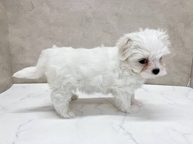 東京都のマルチーズ (ペッツファースト新宿店/2025年7月24日生まれ/女の子/ホワイト)の子犬の2枚目の画像