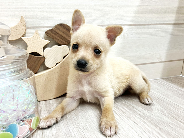 愛知県のミニチュアピンシャーミックス (ペッツファースト大高店/2025年7月24日生まれ/男の子/クリーム)の子犬の1枚目の画像