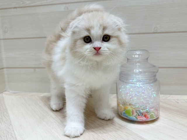 大阪府のスコティッシュフォールド (ペッツファーストららぽーと門真店/2025年7月23日生まれ/男の子/クリームタビーホワイト)の子猫の1枚目の画像