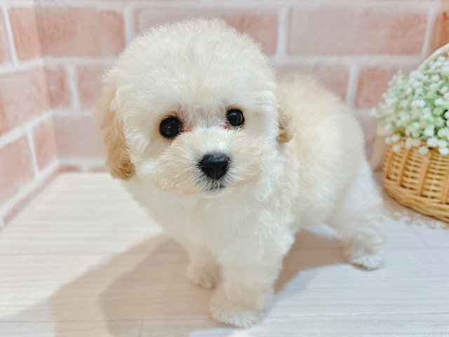 東京都のタイニープードル (ペッツファースト自由が丘店/2025年7月24日生まれ/女の子/シャンパン)の子犬の2枚目の画像