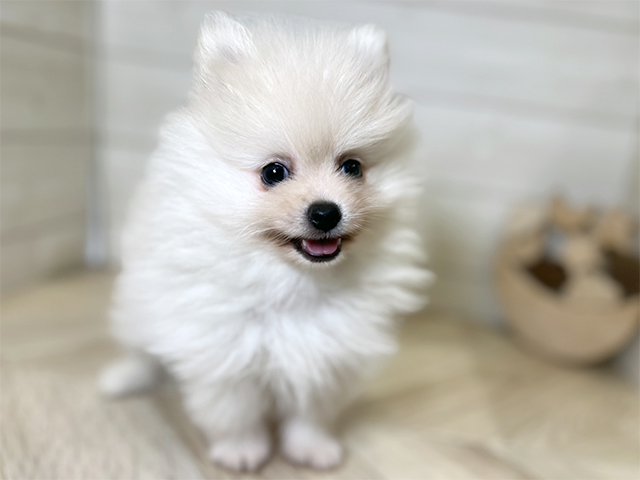 東京都のポメラニアン (ペッツファースト昭島店/2025年7月23日生まれ/男の子/クリーム)の子犬