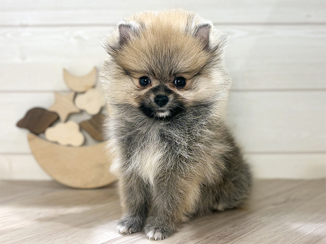 東京都のポメラニアン (ペッツファースト吉祥寺本店/2025年7月13日生まれ/男の子/オレンジ)の子犬