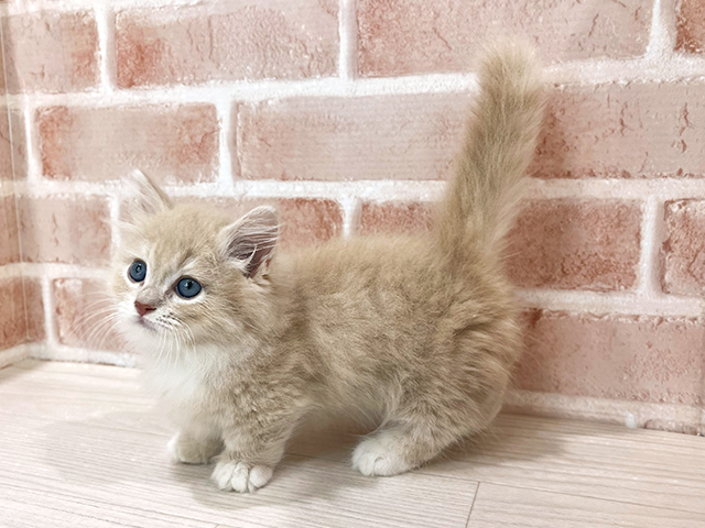 神奈川県のミヌエット (ペッツファーストfor cats横浜元町店/2025年7月25日生まれ/女の子/クリームタビーホワイト)の子猫の2枚目の画像