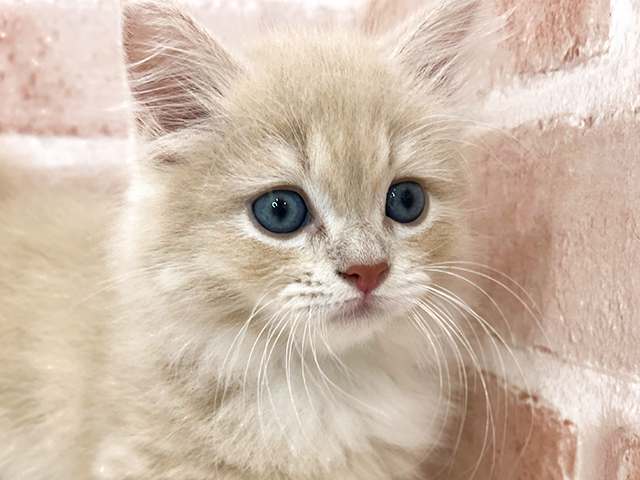 神奈川県のミヌエット (ペッツファーストfor cats横浜元町店/2025年7月25日生まれ/女の子/クリームタビーホワイト)の子猫の3枚目の画像