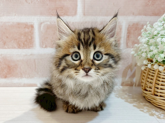 東京都のマンチカン (ペッツファースト自由が丘店/2025年7月25日生まれ/男の子/ブラウンタビー)の子猫の1枚目の画像