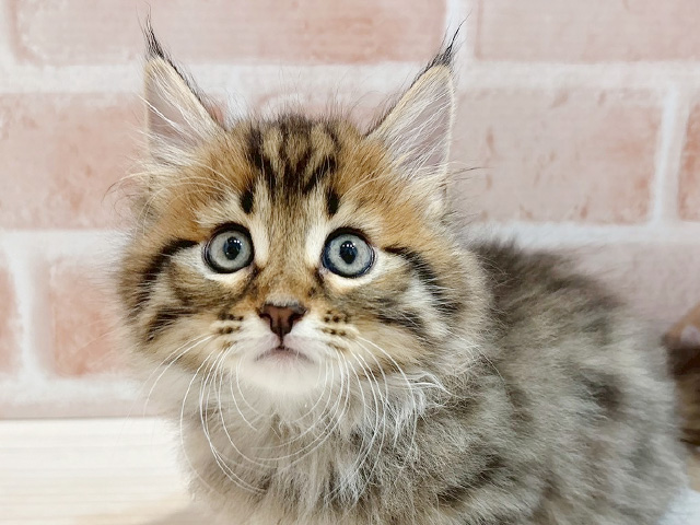東京都のマンチカン (ペッツファースト自由が丘店/2025年7月25日生まれ/男の子/ブラウンタビー)の子猫の3枚目の画像