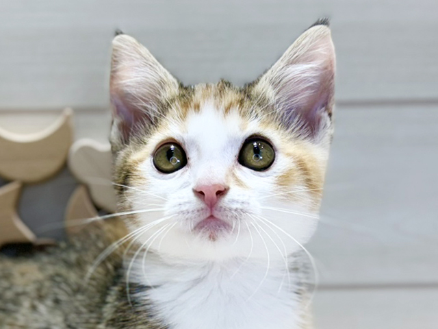 群馬県のマンチカン (ペッツファースト高崎店/2025年7月20日生まれ/女の子/キャリコ)の子猫の3枚目の画像