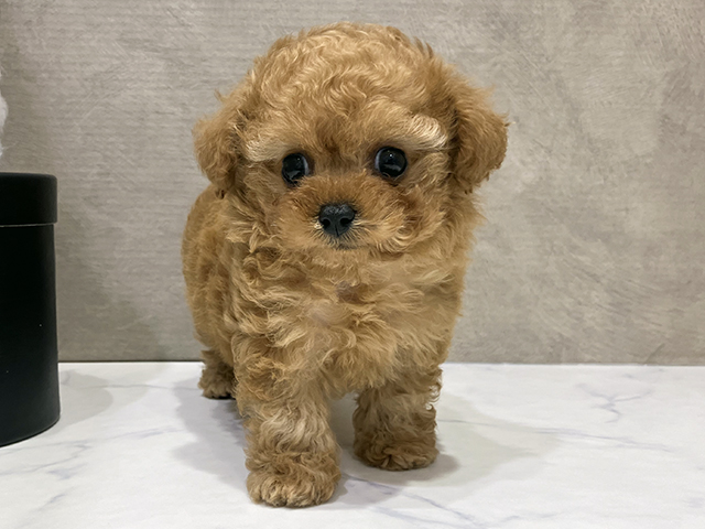 大阪府のティーカッププードル (ペッツファースト茶屋町店/2025年7月20日生まれ/女の子/アプリコット)の子犬の1枚目の画像