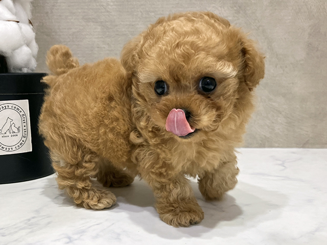 大阪府のティーカッププードル (ペッツファースト茶屋町店/2025年7月20日生まれ/女の子/アプリコット)の子犬の2枚目の画像