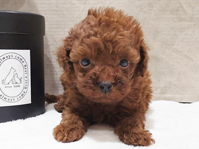 東京都のタイニープードル (ペッツファースト中野店/2025年7月28日生まれ/男の子/レッド)の子犬の1枚目の画像